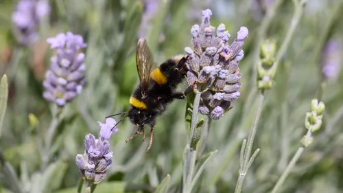 Bee leaping from Lavendar This nature photograph captures a bee leaping from a lavender flower in the midst of a vibrant summer afternoon. The macro shot showcases the intricate details of the bee, one of the most important insects for pollination, as it interacts with the colorful plants and flowers. The scene is filled with blooming lavender, highlighting the relationship between bees and these fragrant plants. The bright, sunlit environment emphasizes the lively atmosphere typical of summer, with the lush greenery and purple blossoms providing a picturesque natural backdrop.
